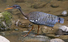 Sunbittern