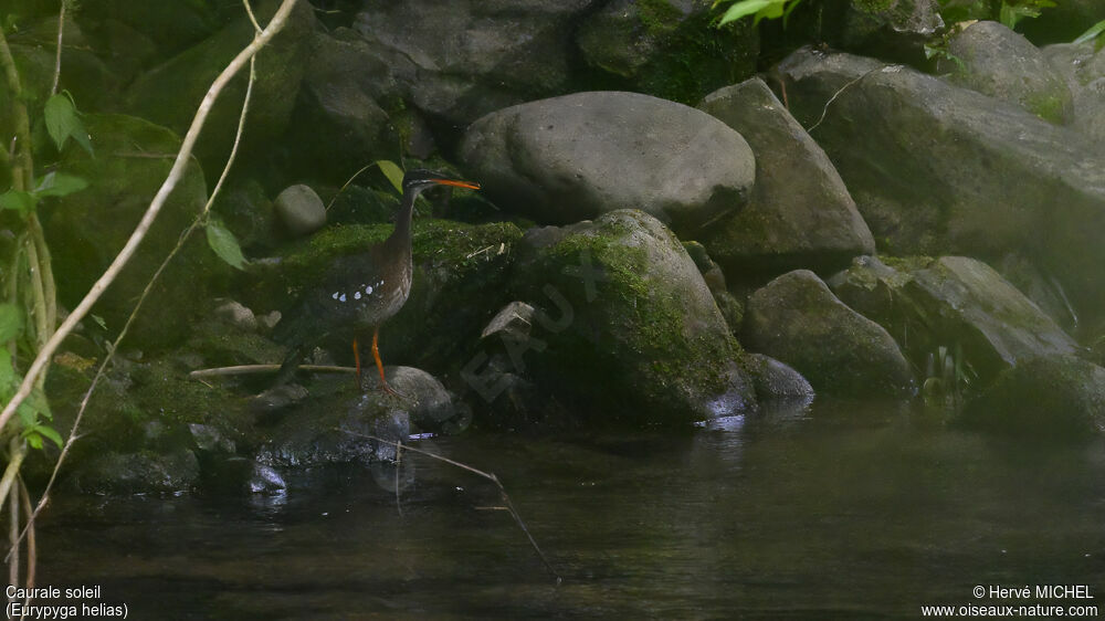 Sunbittern