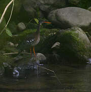 Sunbittern