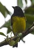 Yellow-bellied Siskin