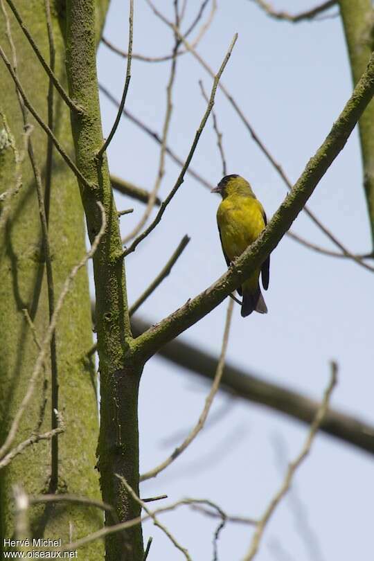 Andean Siskin male adult, habitat, pigmentation