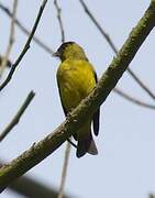 Andean Siskin