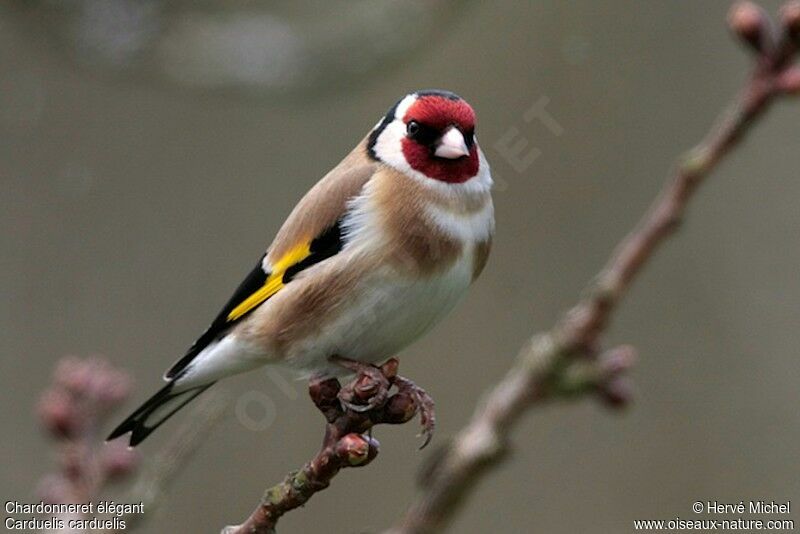 European Goldfinchadult