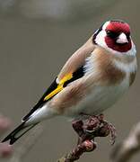 European Goldfinch