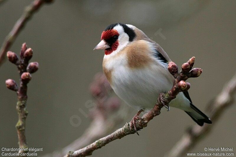 European Goldfinchadult