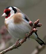 European Goldfinch