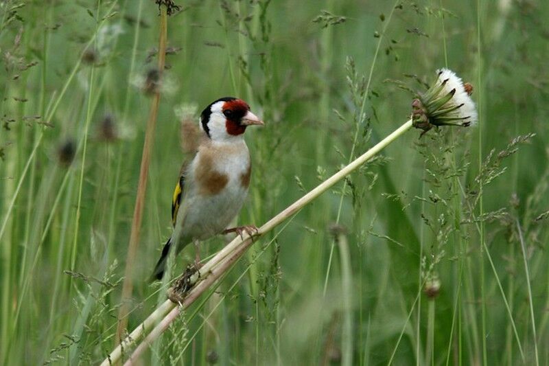 European Goldfinch