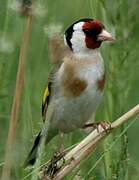 European Goldfinch