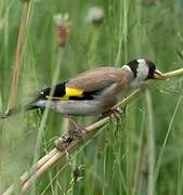 European Goldfinch