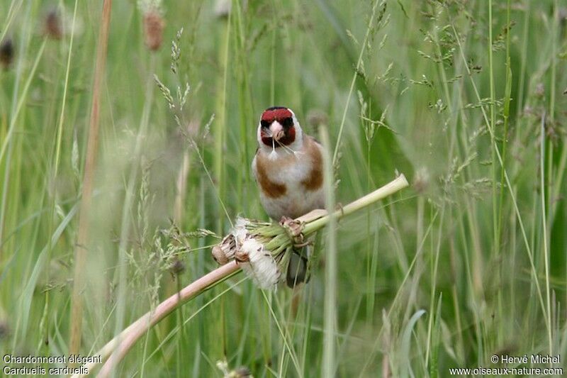 European Goldfinchadult