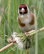 European Goldfinch