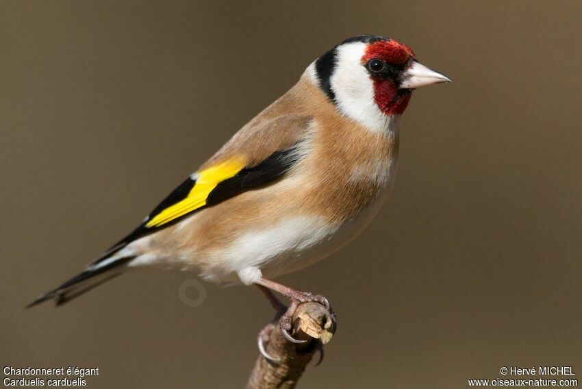 European Goldfinchadult