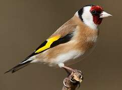 European Goldfinch