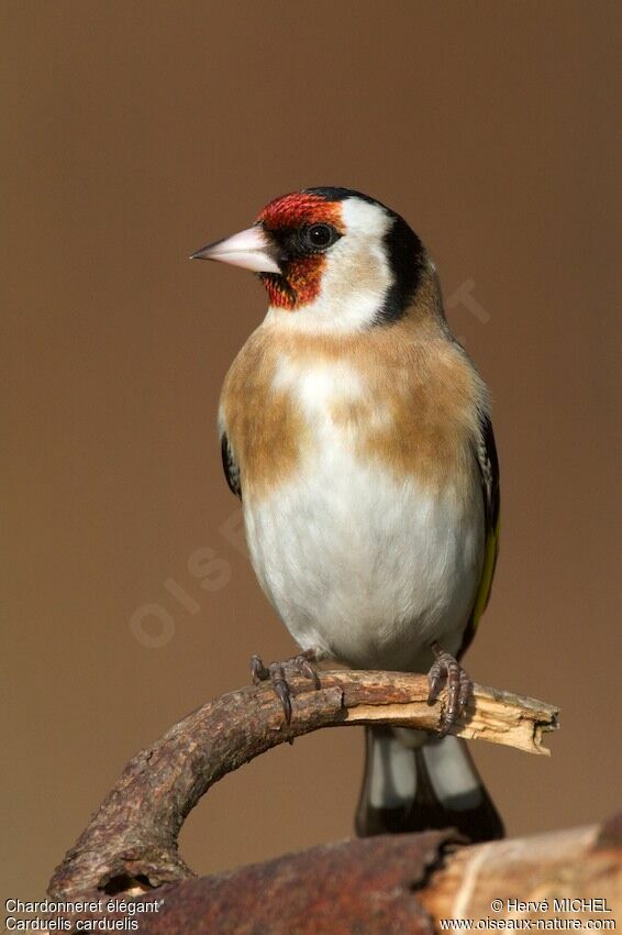 European Goldfinchadult