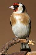 European Goldfinch