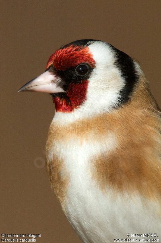 European Goldfinchadult