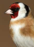 European Goldfinch