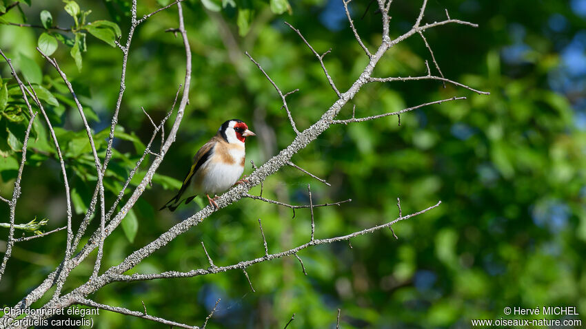 European Goldfinchadult