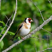 European Goldfinch