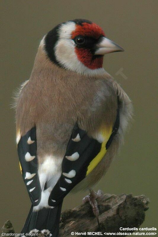 European Goldfinch