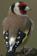 European Goldfinch