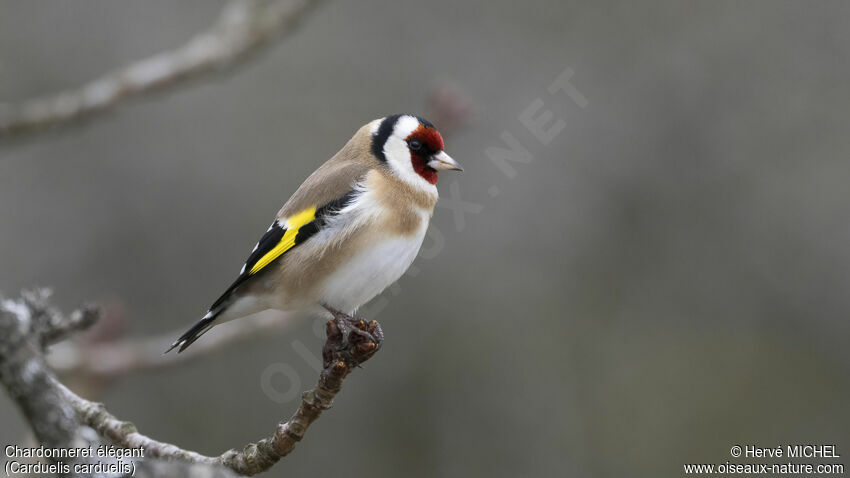 European Goldfinchadult