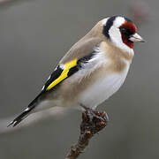 European Goldfinch