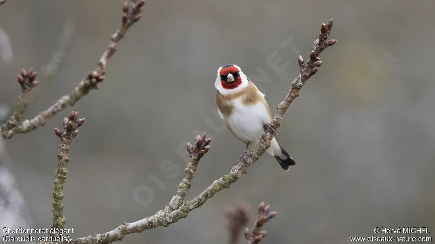 European Goldfinchadult