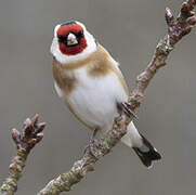 European Goldfinch