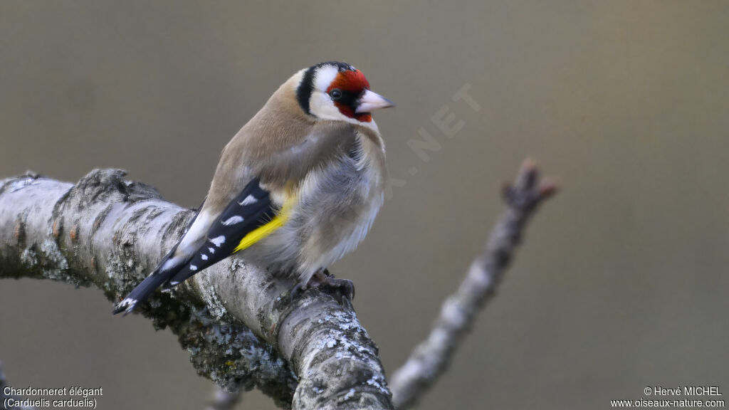 Chardonneret élégant