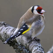 Chardonneret élégant