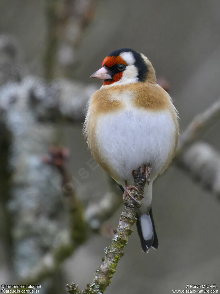 European Goldfinch