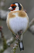 European Goldfinch