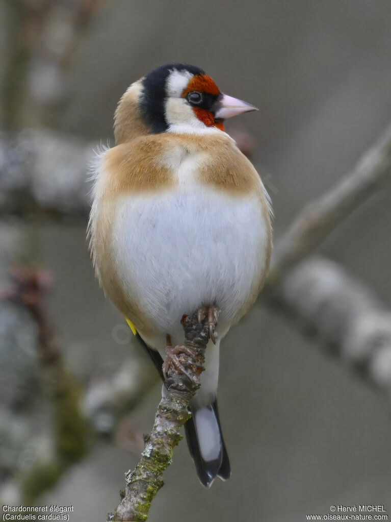 Chardonneret élégant