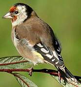 European Goldfinch