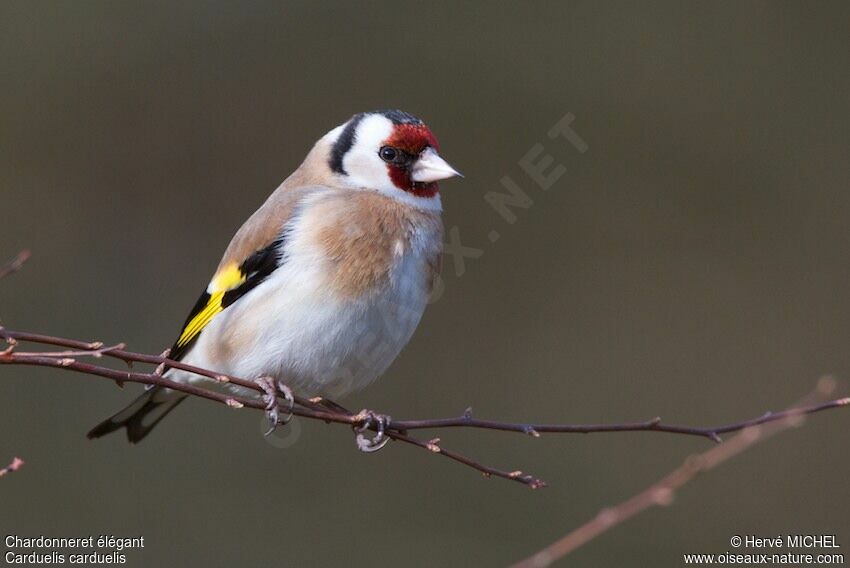 European Goldfinchadult