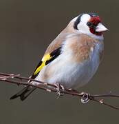 European Goldfinch