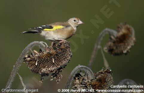 Chardonneret élégant1ère année