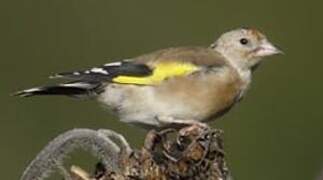 European Goldfinch