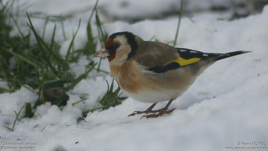 European Goldfinchadult