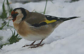 European Goldfinch