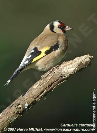 European Goldfinchadult