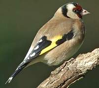 European Goldfinch