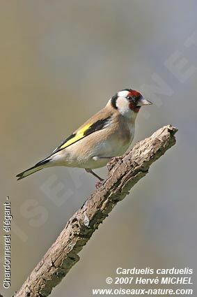 Chardonneret élégantadulte