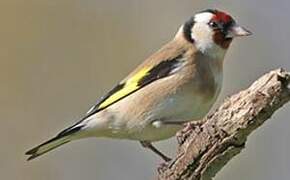 European Goldfinch