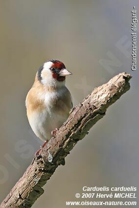 European Goldfinchadult