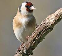 European Goldfinch