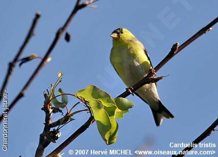 Chardonneret jaune mâle adulte nuptial