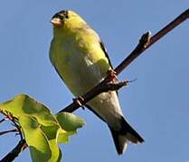 American Goldfinch