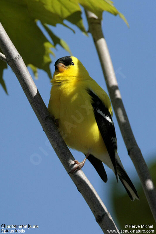 American Goldfinch male adult breeding